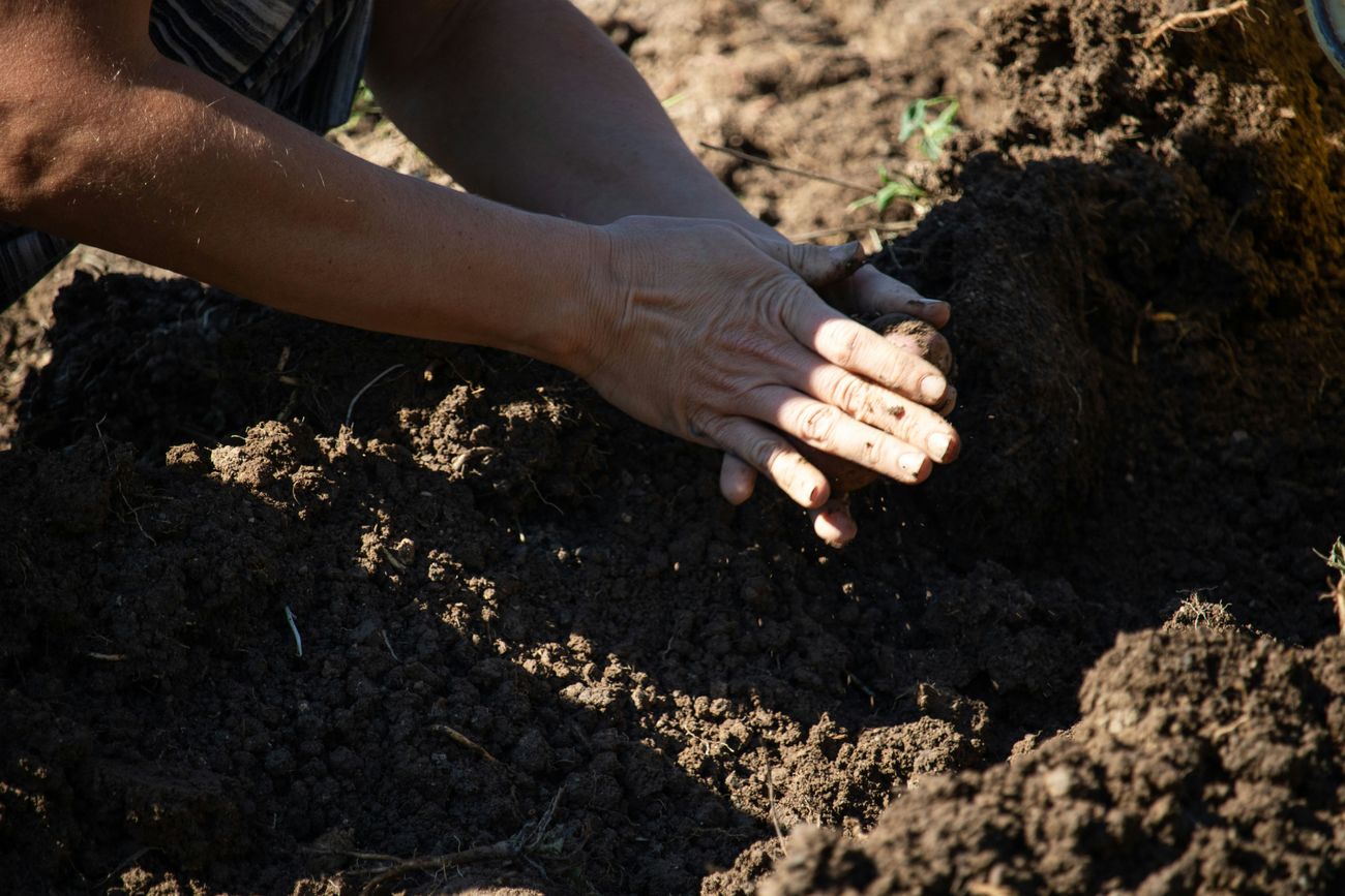 Hands digging potatoes out of dark garden soil
