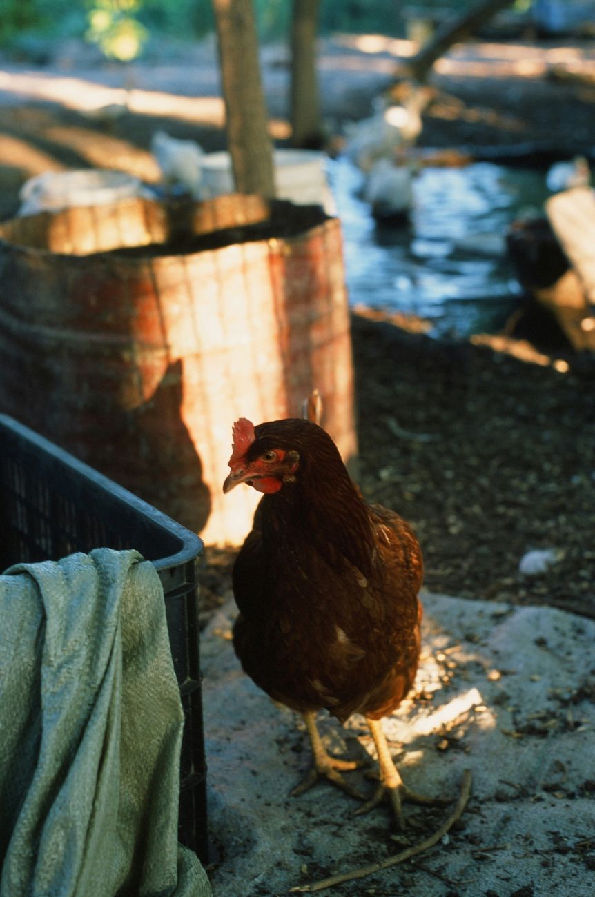 A red hen standing in dappled light in a backyard