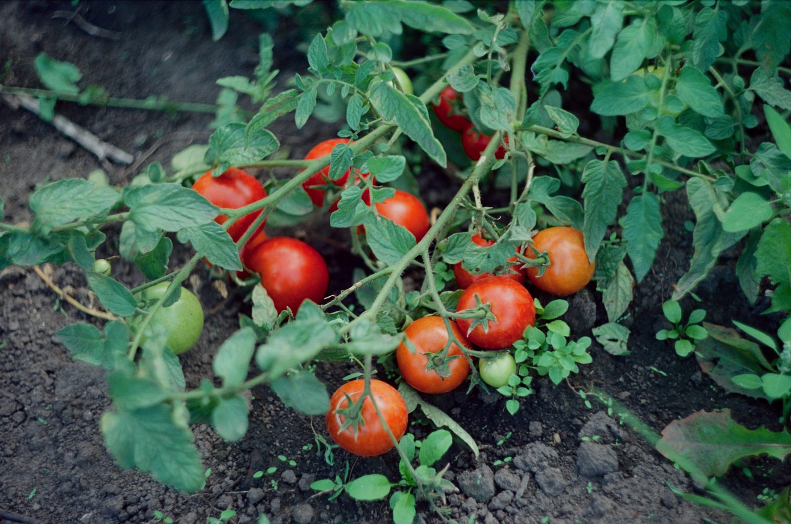 A tomato plant heavy with ripe red tomatoes in a backyard garden bed