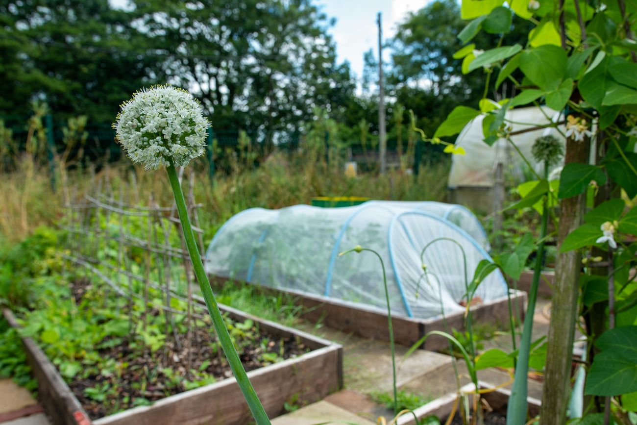 Raised garden beds with an onion in flower and a row-cover tunnel